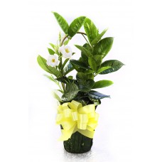 Mandevilla as a Gift